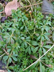 Galium aparine