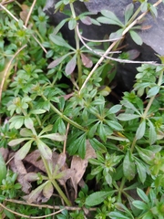 Galium aparine
