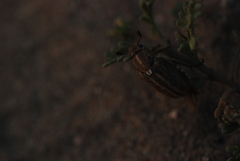 Anoxia australis