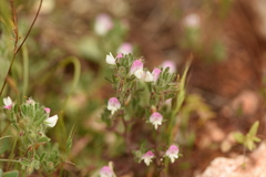 Ononis reclinata