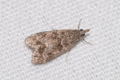 Eudonia mercurella