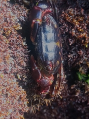 Pachygrapsus transversus