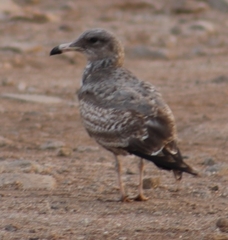 Larus californicus
