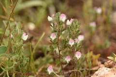 Ononis reclinata