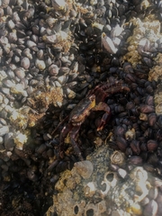 Pachygrapsus transversus