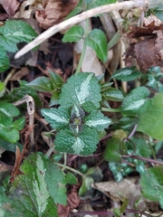 Lamium maculatum