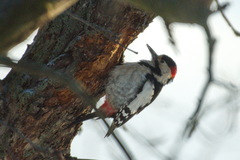 Dendrocopos syriacus