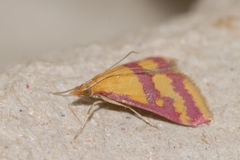 Pyrausta sanguinalis