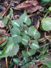 Lamium maculatum