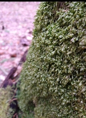 Homalia trichomanoides