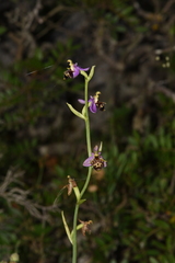 Ophrys oestrifera