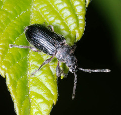 Phyllobius pyri