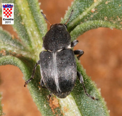 Bruchela suturalis