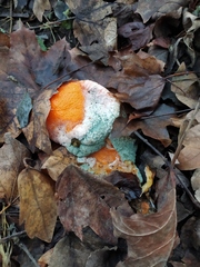 Penicillium digitatum