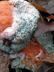 Penicillium digitatum