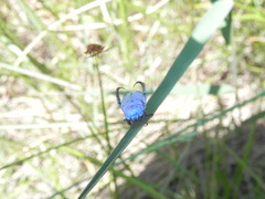 Hoplia coerulea