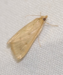 Achyra nudalis