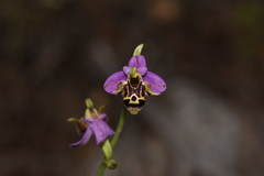 Ophrys oestrifera