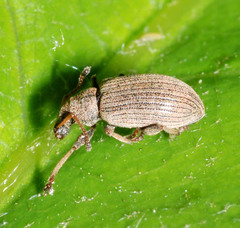 Phyllobius pallidus
