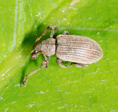 Phyllobius pallidus