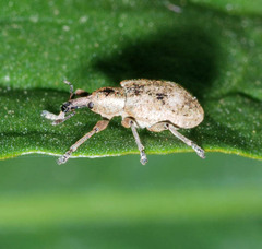 Hypera rumicis