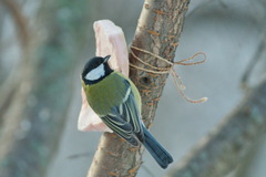 Parus major
