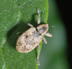 Hypera rumicis