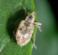 Hypera rumicis
