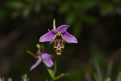 Ophrys oestrifera