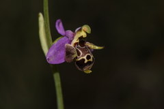 Ophrys oestrifera