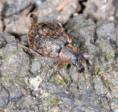 Liophloeus tessulatus