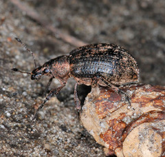 Liophloeus tessulatus