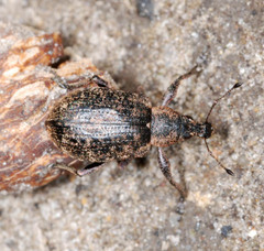 Liophloeus tessulatus