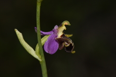 Ophrys oestrifera
