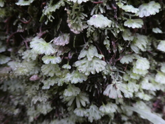 Hymenophyton flabellatum