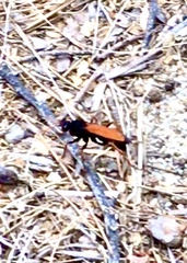 Tachypompilus ignitus