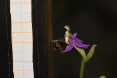 Ophrys oestrifera