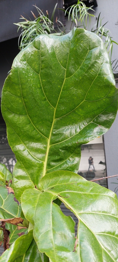 Ficus lyrata foliage detail