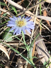 Symphyotrichum simmondsii