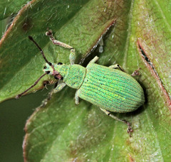 Phyllobius