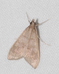 Mecyna asinalis