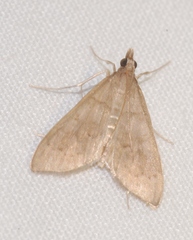 Mecyna asinalis
