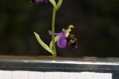 Ophrys oestrifera