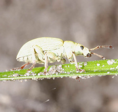 Phyllobius virideaeris