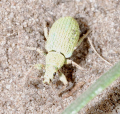 Phyllobius virideaeris