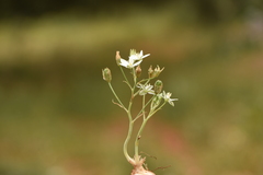 Ornithogalum gussonei