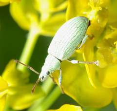 Phyllobius virideaeris