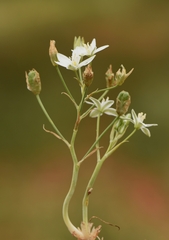Ornithogalum gussonei