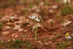 Ornithogalum gussonei