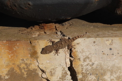 Tarentola mauritanica